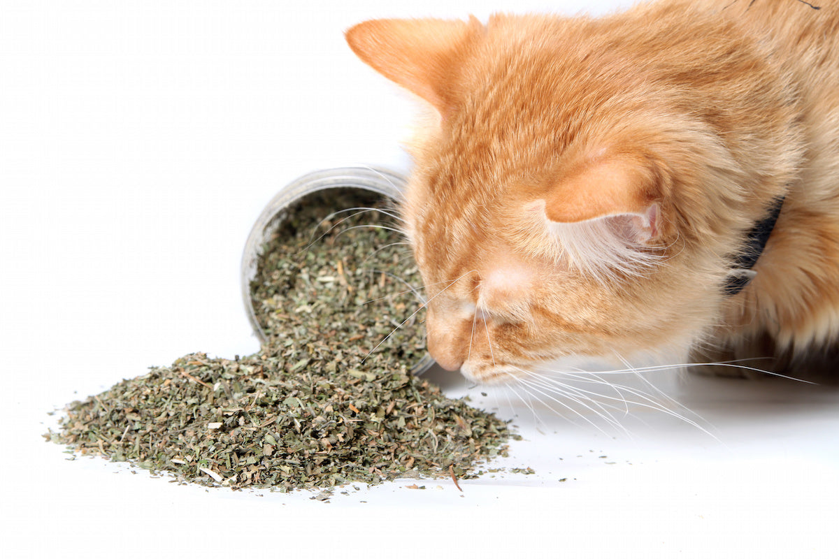 can catnip kill dogs