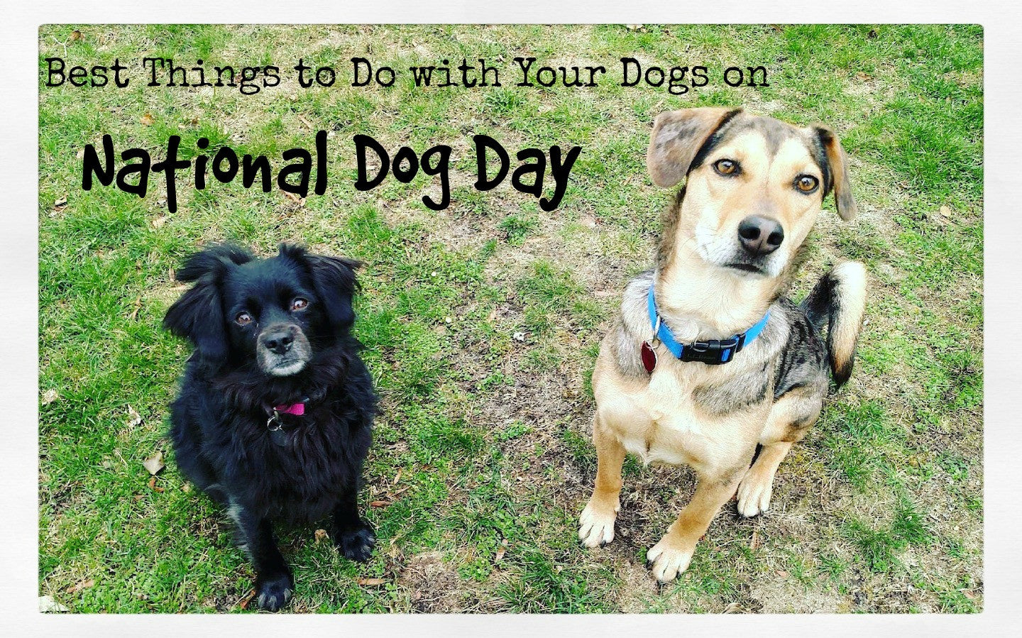 National Dog Day Celebration Pawsome Doggie