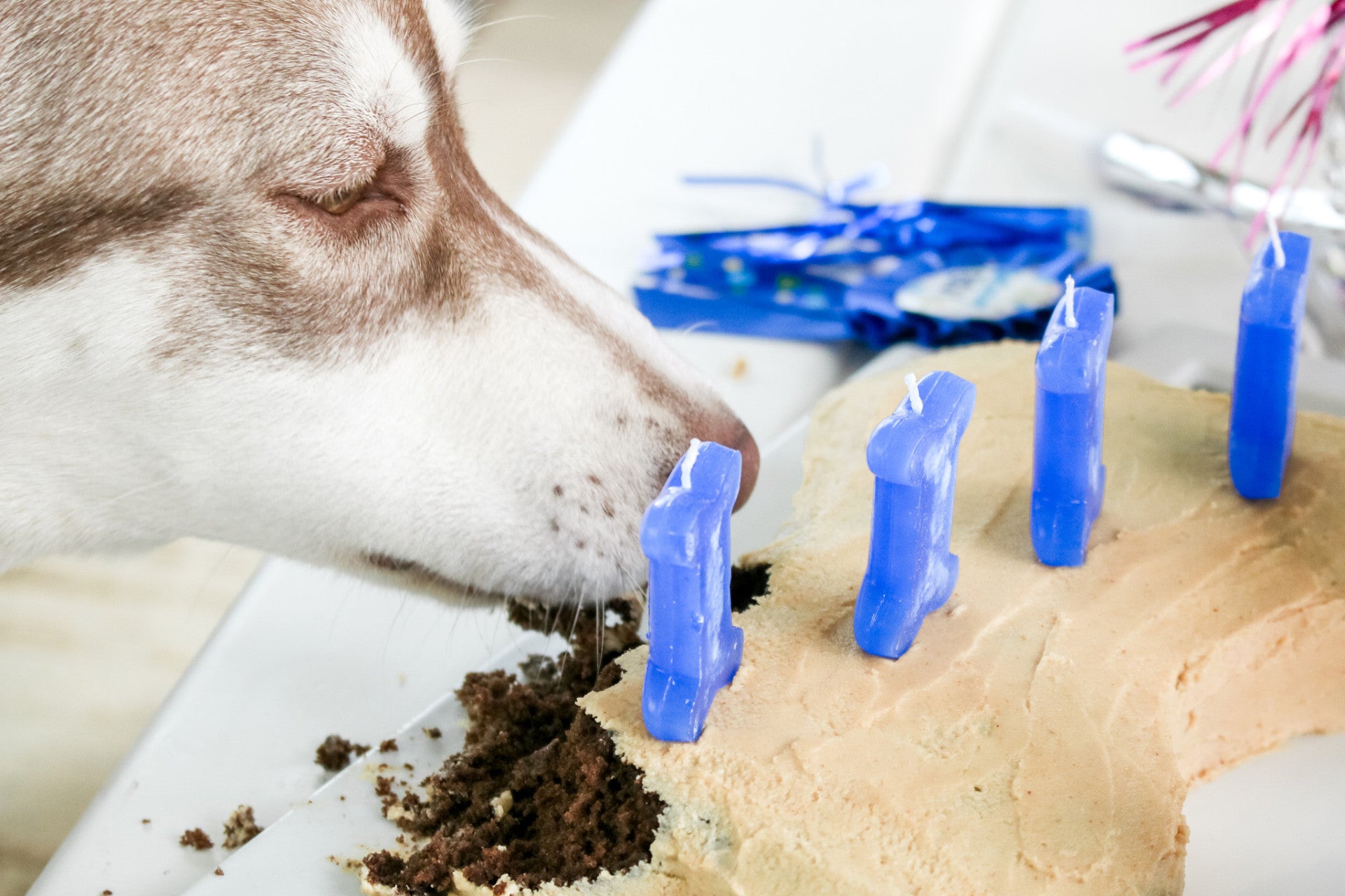 Puppy Cake Silicone Bone Cake Pan - The Pet Beastro - The Pet Beastro